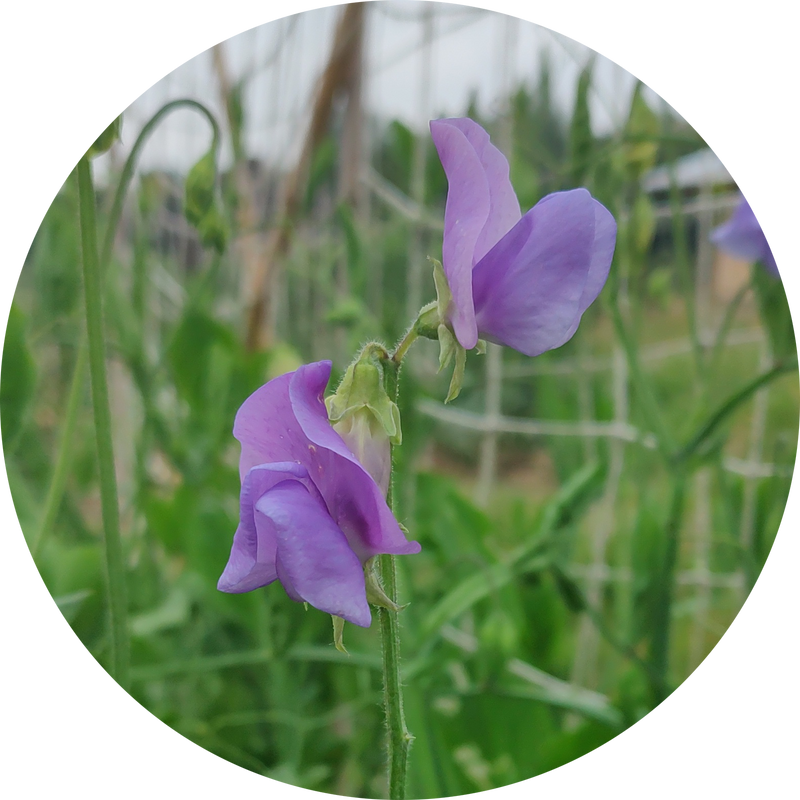 Lathyrus odoratus 'Noel sutton'