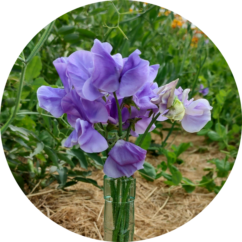 Lathyrus odoratus 'Our harry'