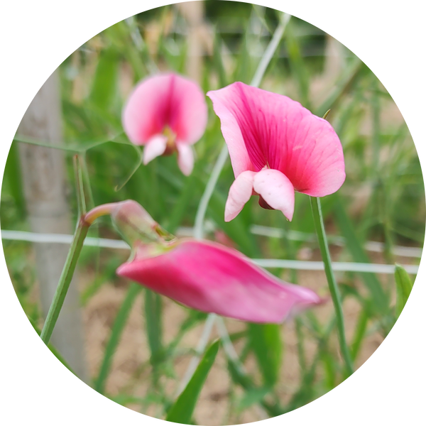 Lathyrus tingintanus 'Roseus'