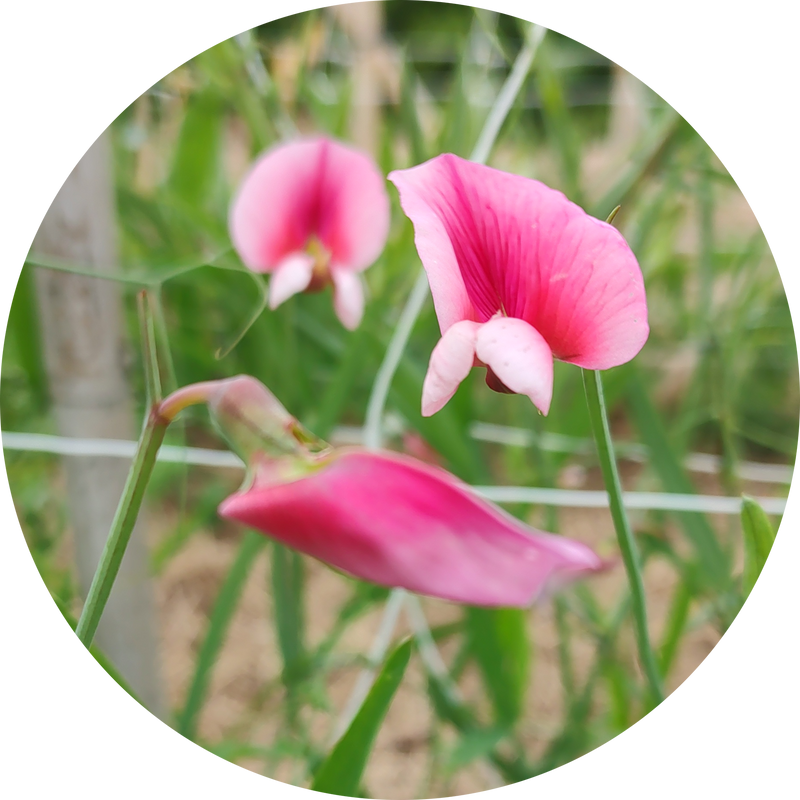 Lathyrus tingintanus 'Roseus'