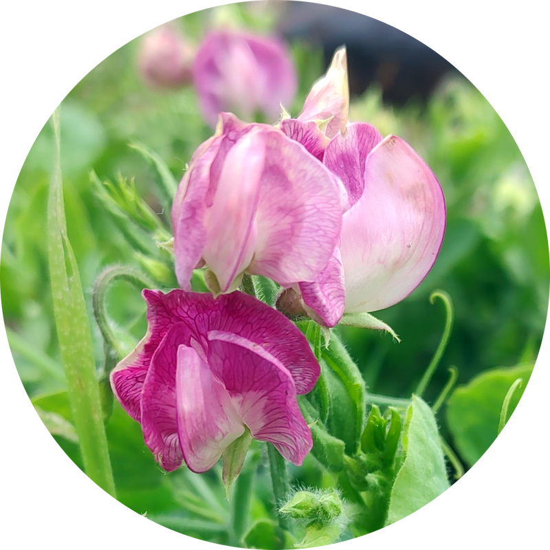 Zaden lathyrus 'villa roma raspberry'