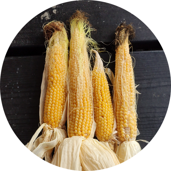 Zaden kopen 'Japanese hulless'