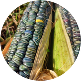 Zaden zea mays 'Oaxacan green dent'