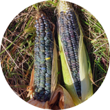 Zaden zea mays 'Oaxacan green dent'