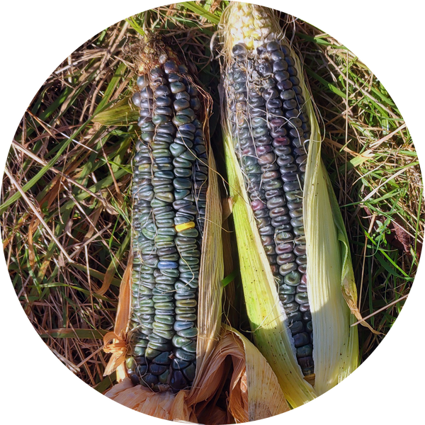 Zaden zea mays 'Oaxacan green dent'