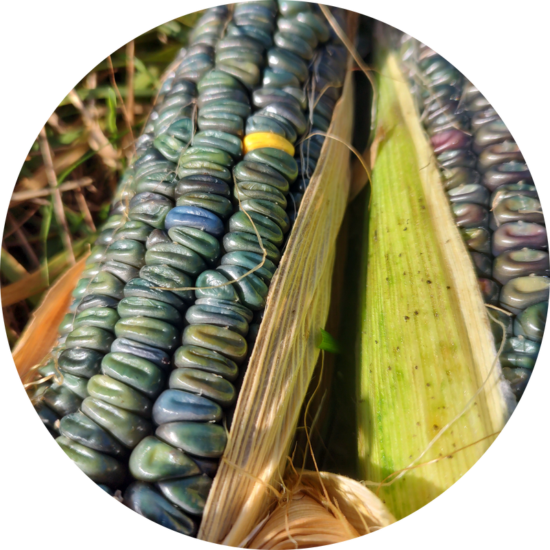 Zaden zea mays 'Oaxacan green dent'