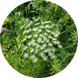 Zaden 'ammi majus'