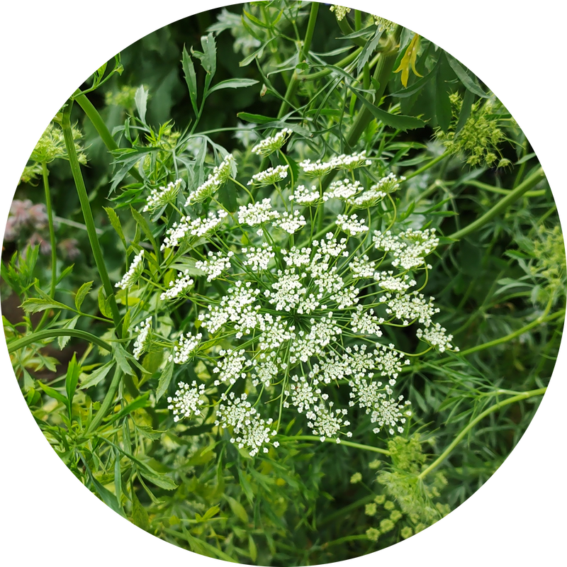 Zaden 'ammi majus'