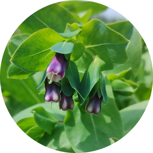 Zaden 'grote wasbloem' cerinthe major