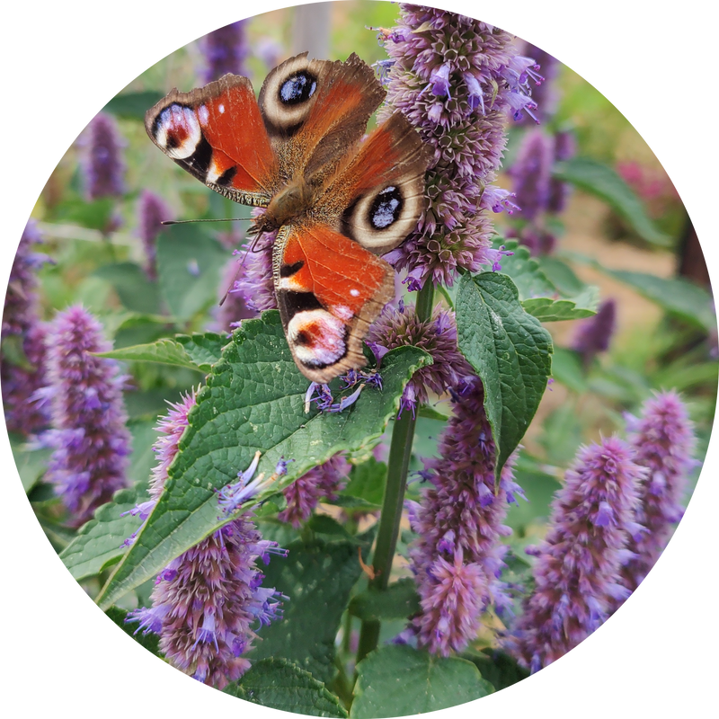 Zaden dropplant 'Agastache foeniculum'