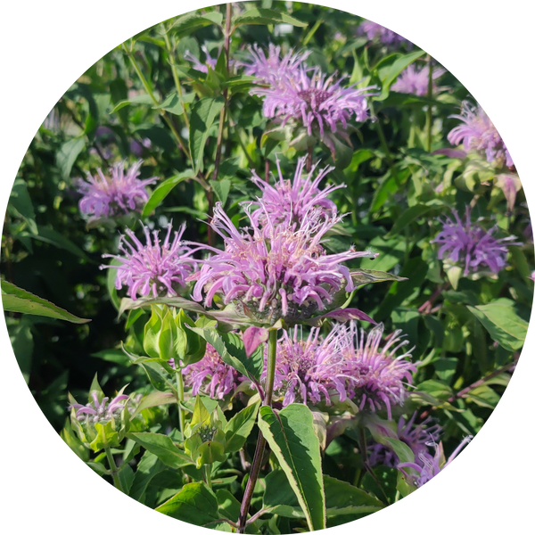 Zaden kopen Wilde bergamot 'Monarda fistulosum'