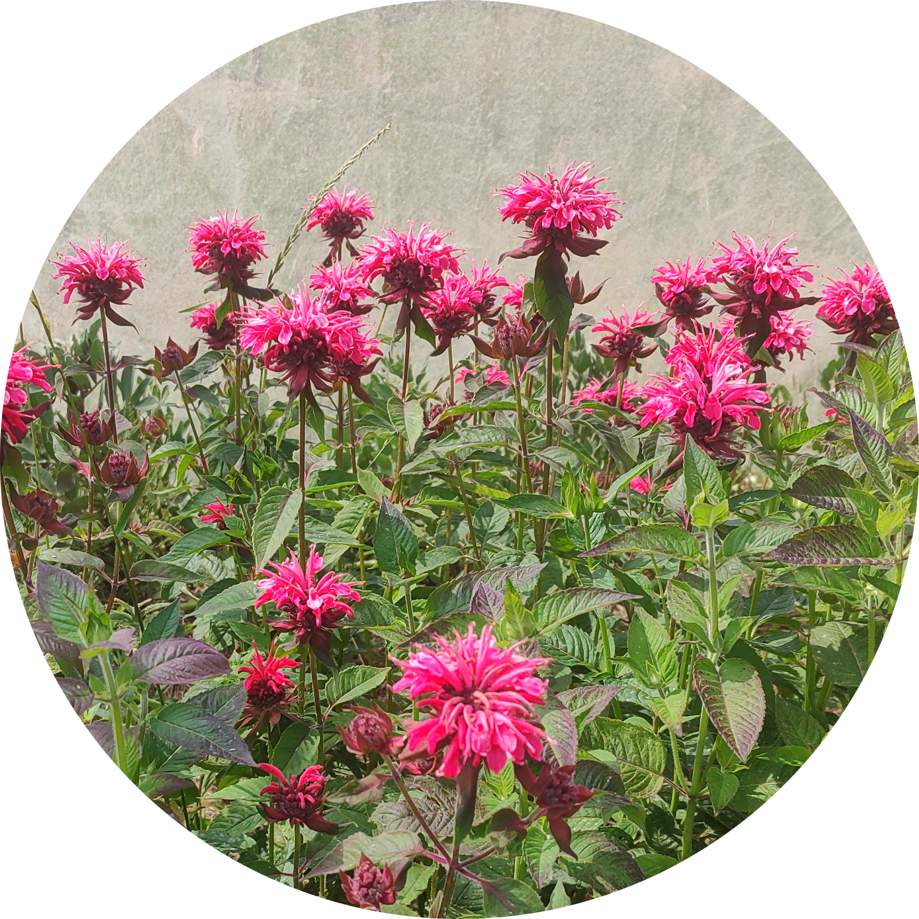Monarda didyma 'red shades', rode bergamot zaden | Kwekerij KWEEK