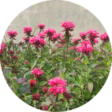 Monarda didyma 'red shades' zaden kopen
