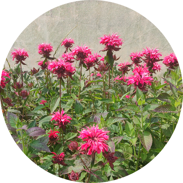 Monarda didyma 'red shades' zaden kopen