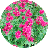 Monarda didyma 'red shades' zaden kopen