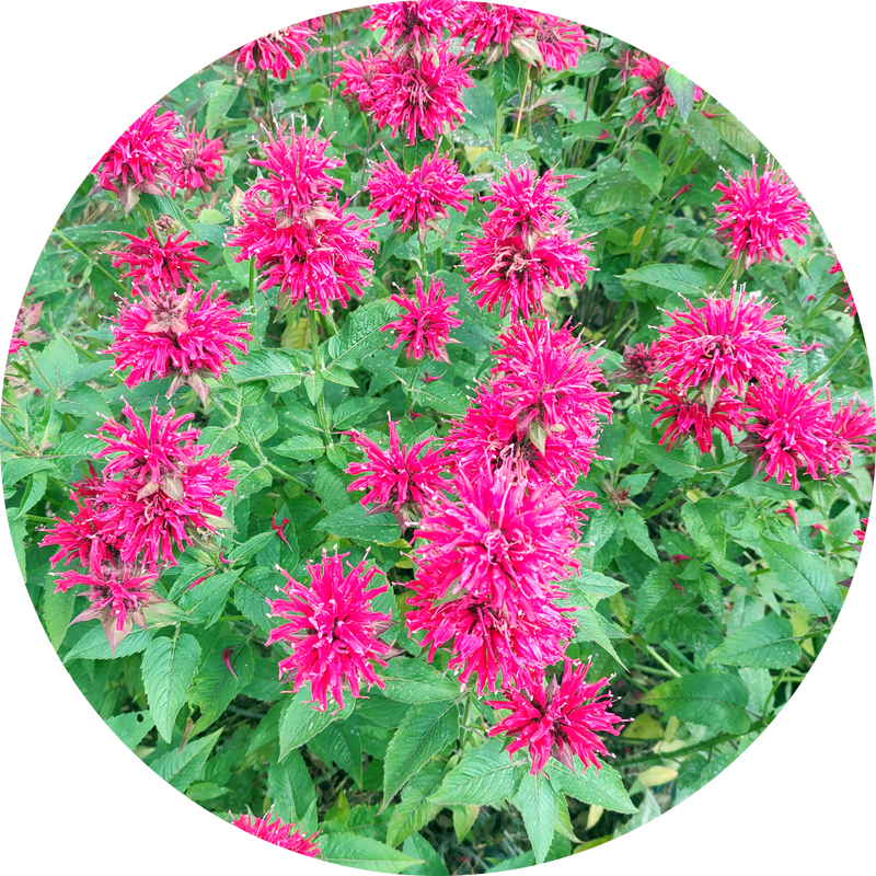 Monarda didyma 'red shades' zaden kopen