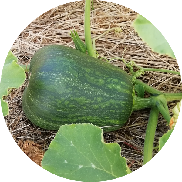 Pot butternut Pompoen Butterbush correct verzorgen Pot butternut Pompoen Butterbush correct verzorgen