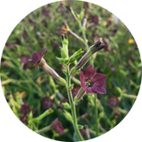 Nicotiana 'Bronze queen'