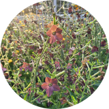 Nicotiana 'Bronze queen'