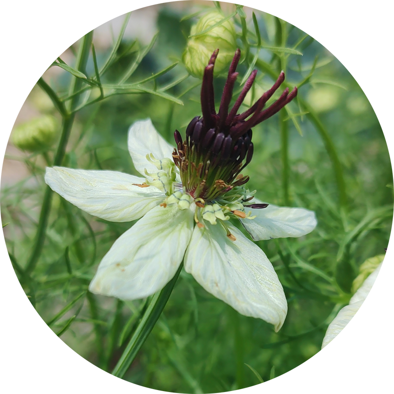 Zaden nigella papillosa 'african bride'