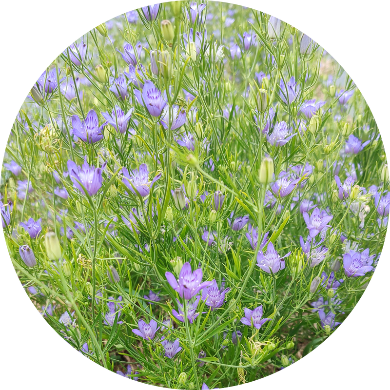 Zaden kopen 'Nigella bucharica Blue stars'