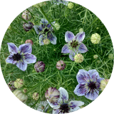 Nigella papillosa 'Delft blue'