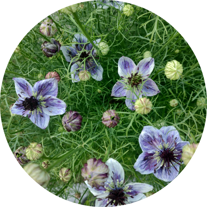 Nigella papillosa 'Delft blue'