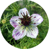 Zaden nigella papillosa 'Delft blue'