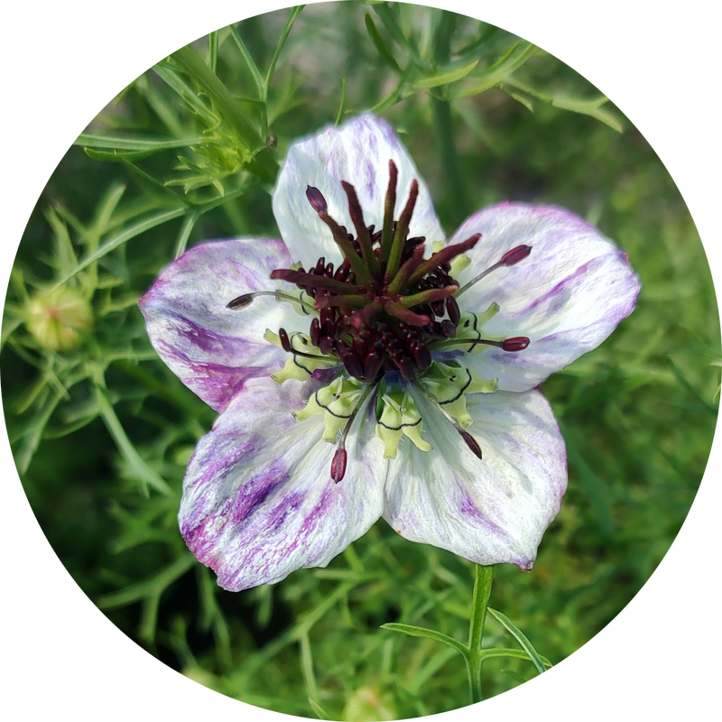 Zaden nigella papillosa 'Delft blue'