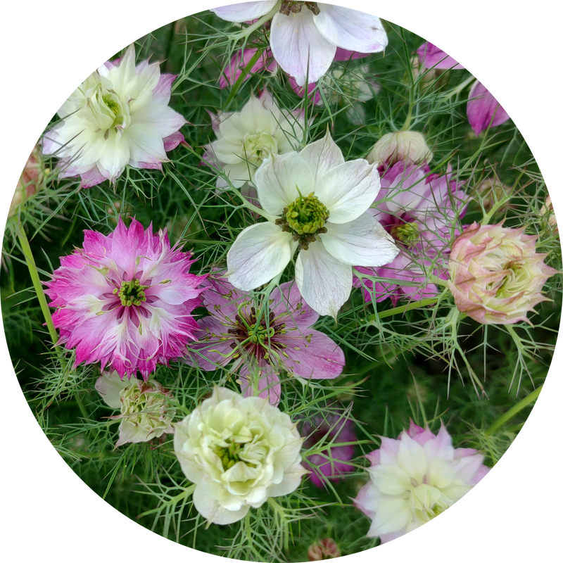 Nigella damascena 'Miss jekyl rose'