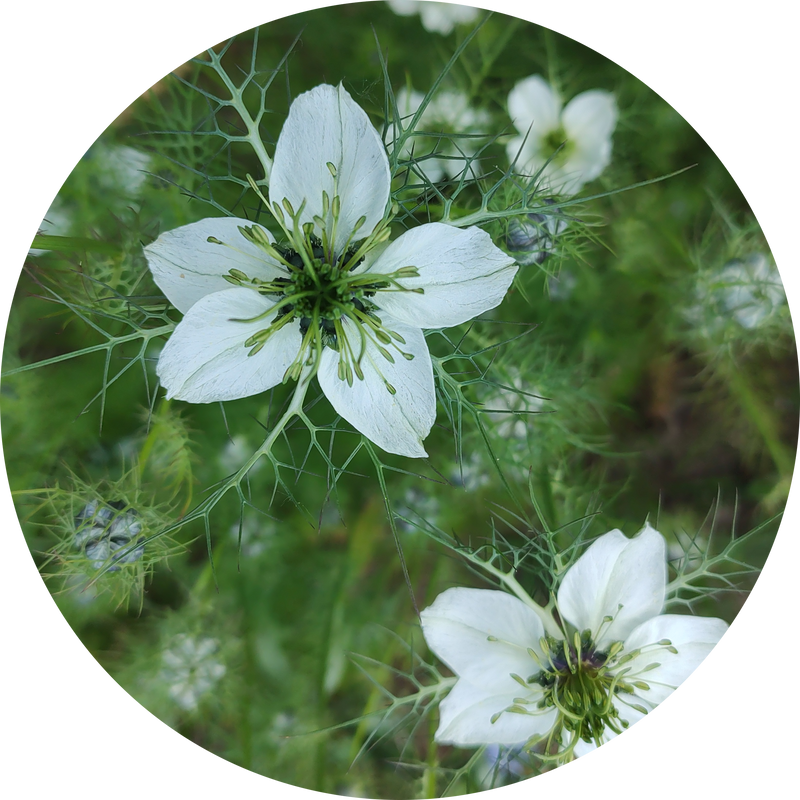 Nigella damascena 'Miss jekyll white'