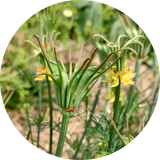 Nigella orientalis 'Transformer'