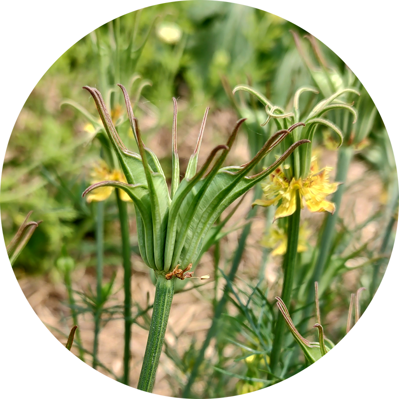 Nigella orientalis 'Transformer'