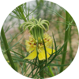 Zaden Nigella orientalis 'transformer'