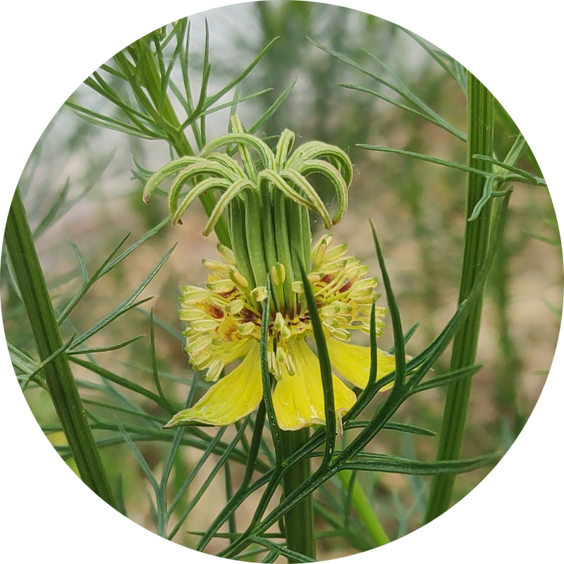 Zaden Nigella orientalis 'transformer'