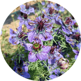 Nigella hispanica 'Blue stars'