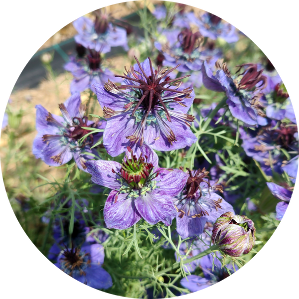 Nigella hispanica 'Blue stars'