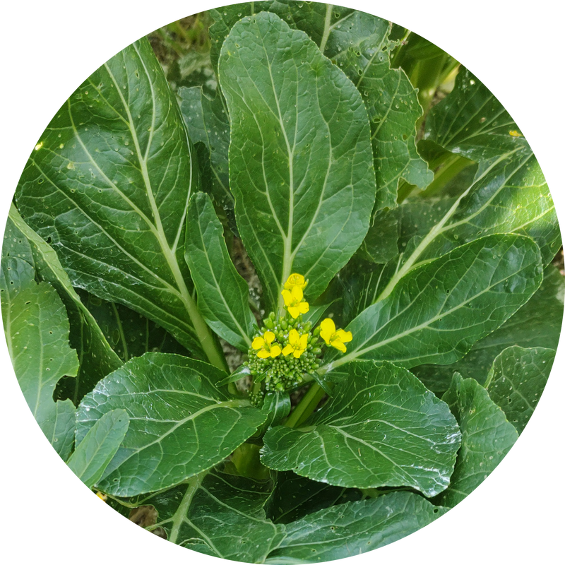 Choisam of choysum zaden koen