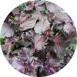 Shiso purple, zaden kopen 'Perilla frutescens'