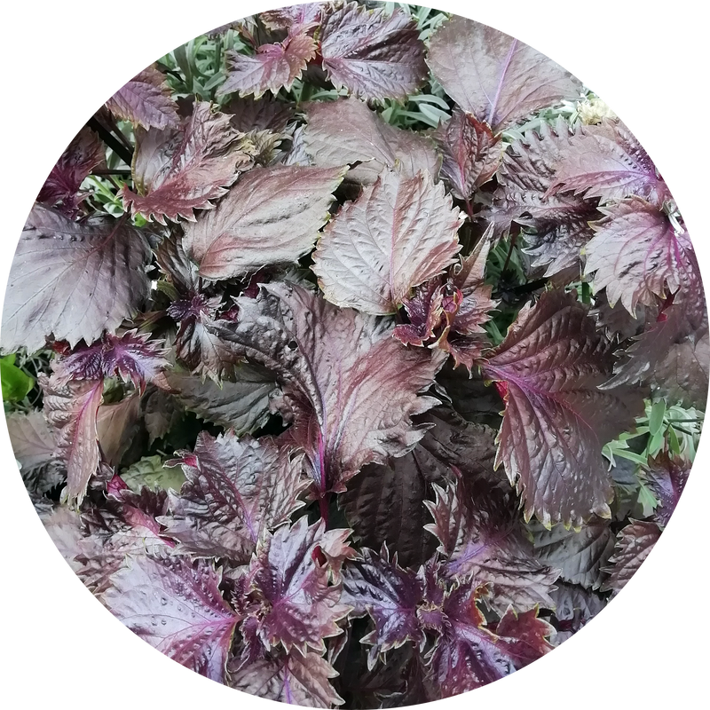 Shiso purple, zaden kopen 'Perilla frutescens'