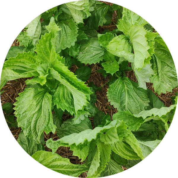 Shiso green