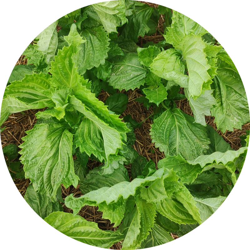 Shiso green