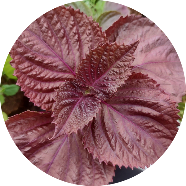 Zaden shiso 'Red perilla'