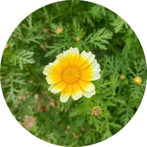 Zaden 'shungiku' 'eetbare chrysant'