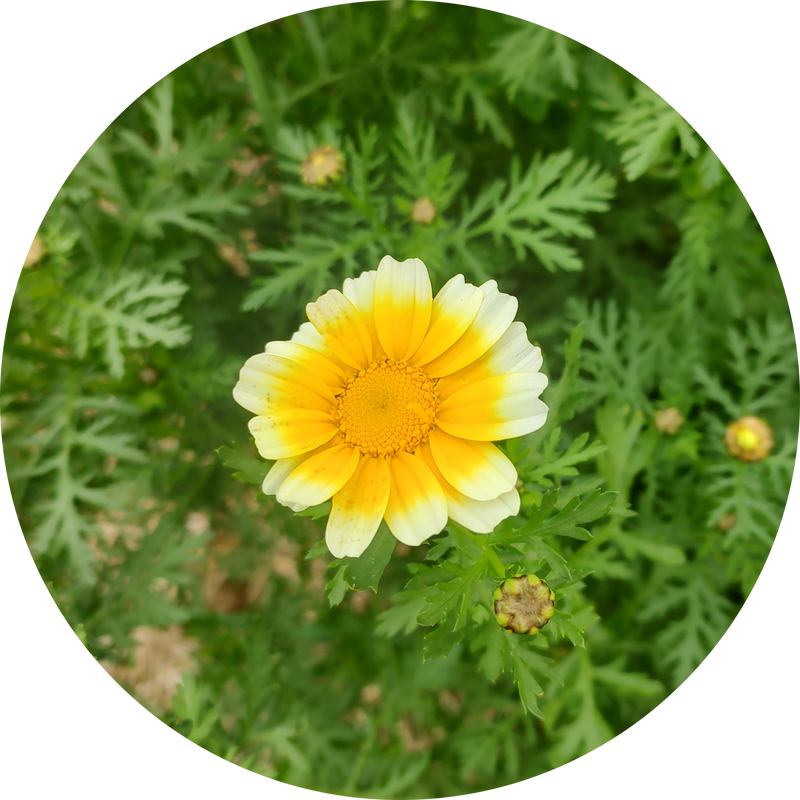 Zaden 'shungiku' 'eetbare chrysant'