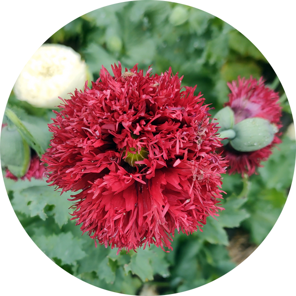 Zaden papaver somniferum 'Crimson feathers'