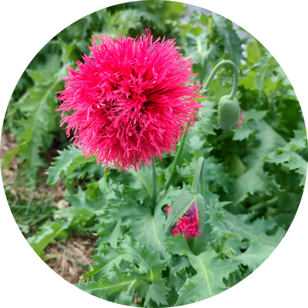 Zaden papaver somniferum 'Rose feathers'