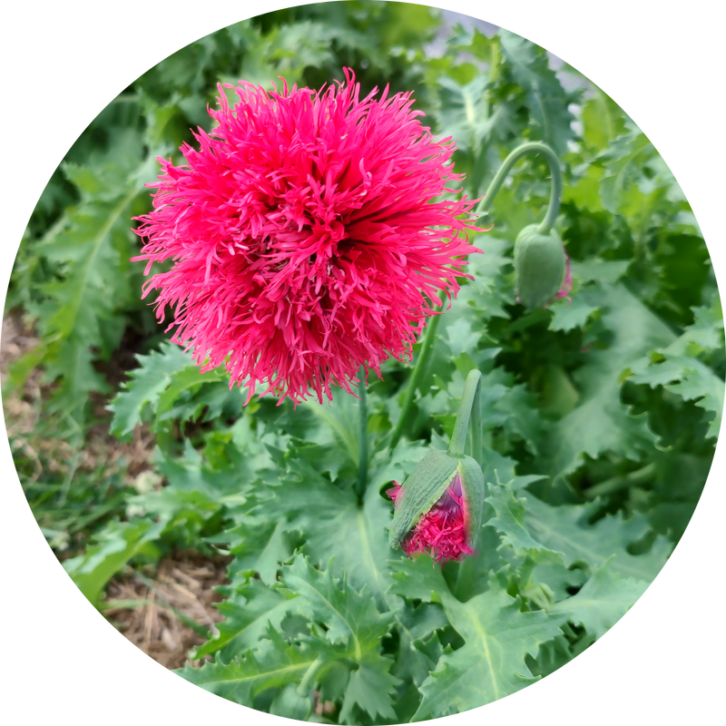 Zaden papaver somniferum 'Rose feathers'