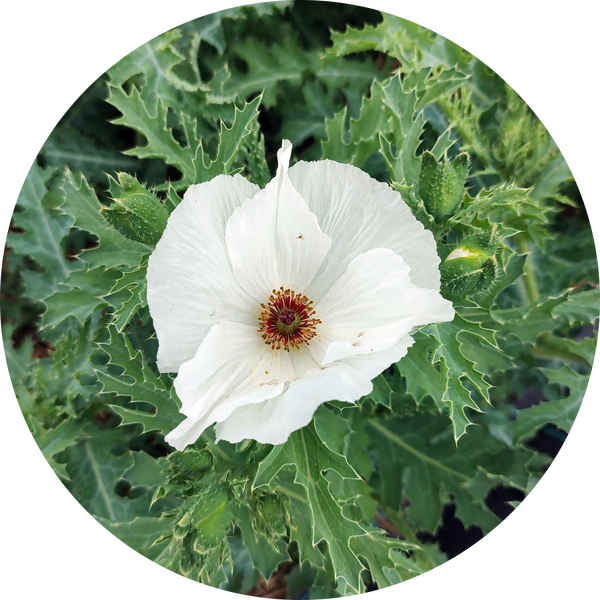 Stekelpapaver
