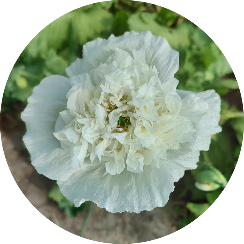 Zaden papaver somniferum 'White peony'